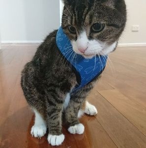 Meet your Posher, Chieko